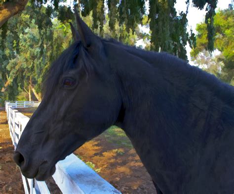 black horse wikipedia|famous black horses.